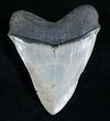 Venice Florida Megalodon Tooth #5539-2